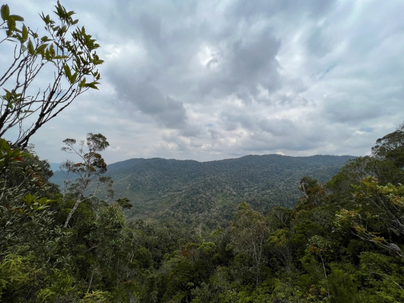 Wald-Aussicht-Maromizaha