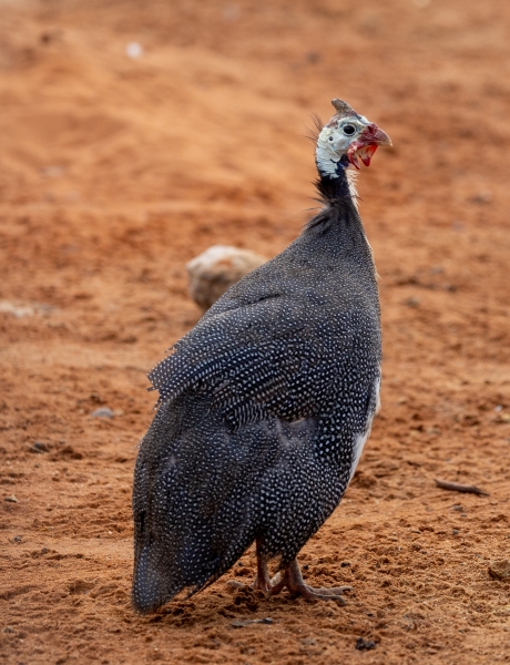 Hemperlhuhn-Numida-meleagris-Perlhuhn-2