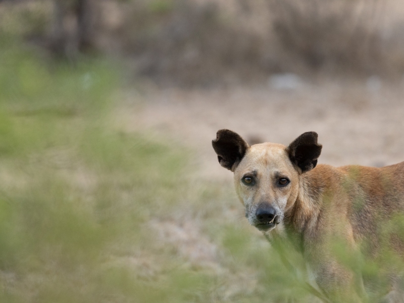 Wildhund