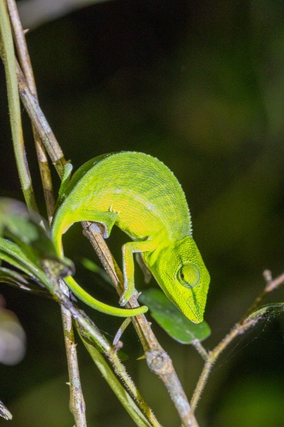 Calumma-gastrotaenia-Chamaeleon-1