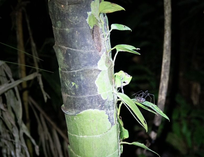 Insekten