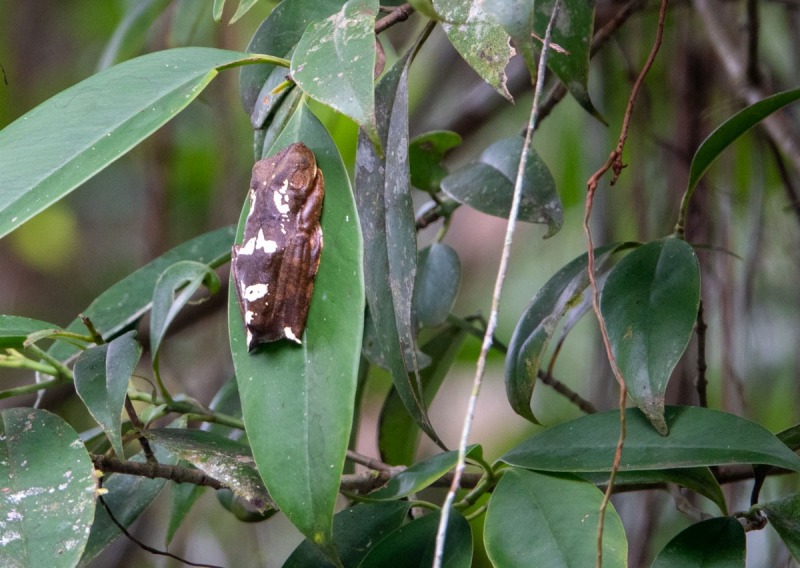 Napo-Wildlife-Lodge-Frosch-2