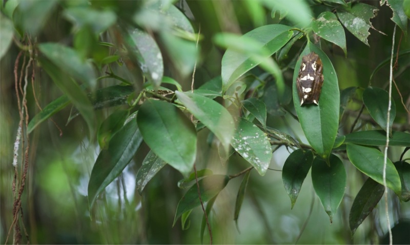 Napo-Wildlige-Waldführung-Frosch-5