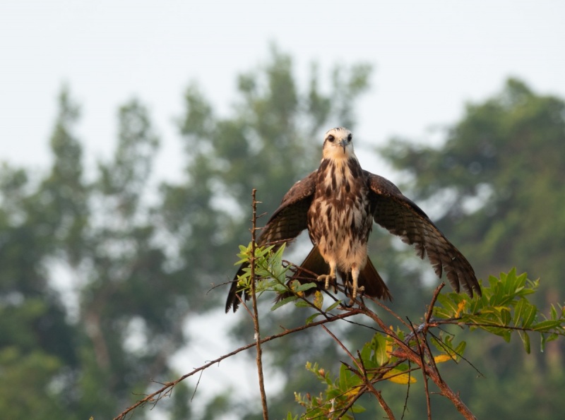 Rostrhamus-sociabilis-Schneckenmilan-2