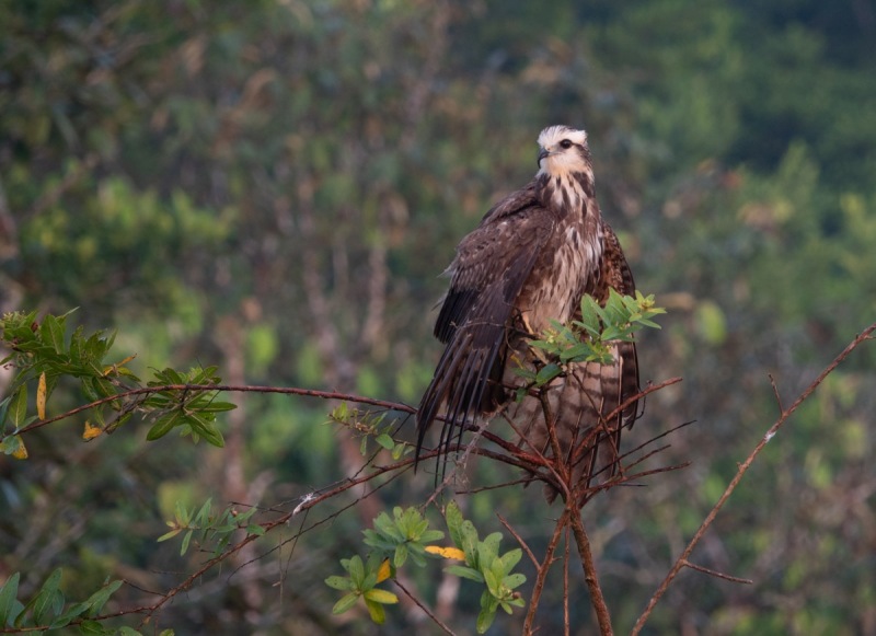 Rostrhamus-sociabilis-Schneckenmilan