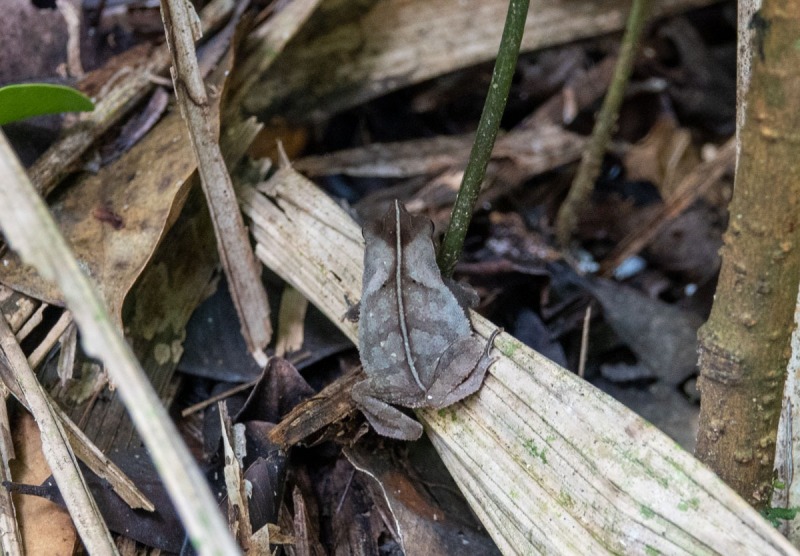 Napo-Wildlige-Waldführung-Frosch-3