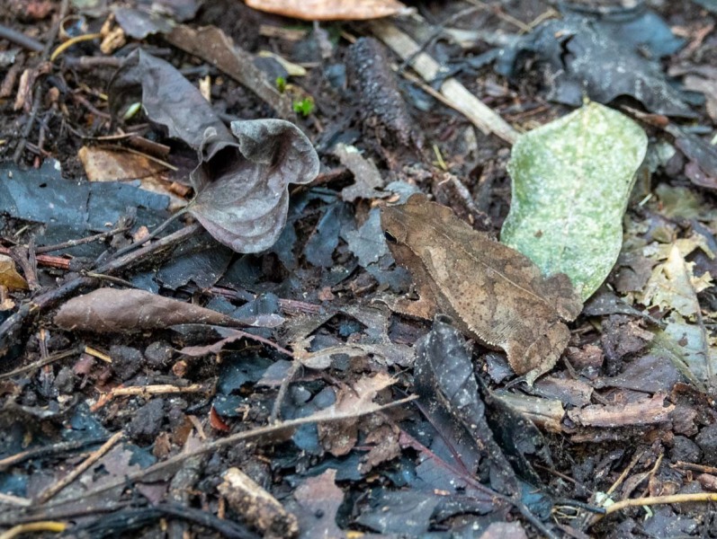 Napo-Wildlige-Waldführung-Frosch-4