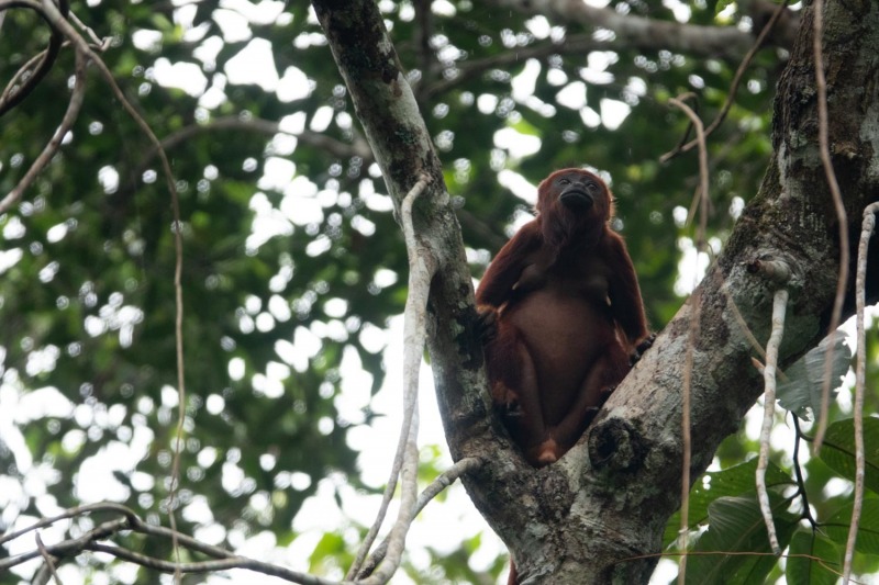 Napo-Wildlife-Lodge-Affe