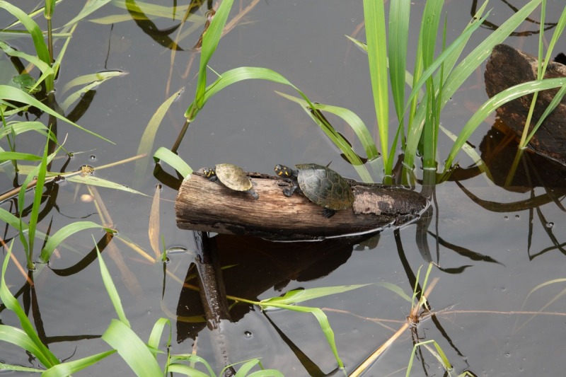 Napo-Wildlife-Lodge-Wasserschildkröten