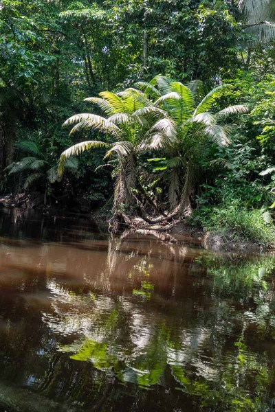 Rio-Napo-Natur