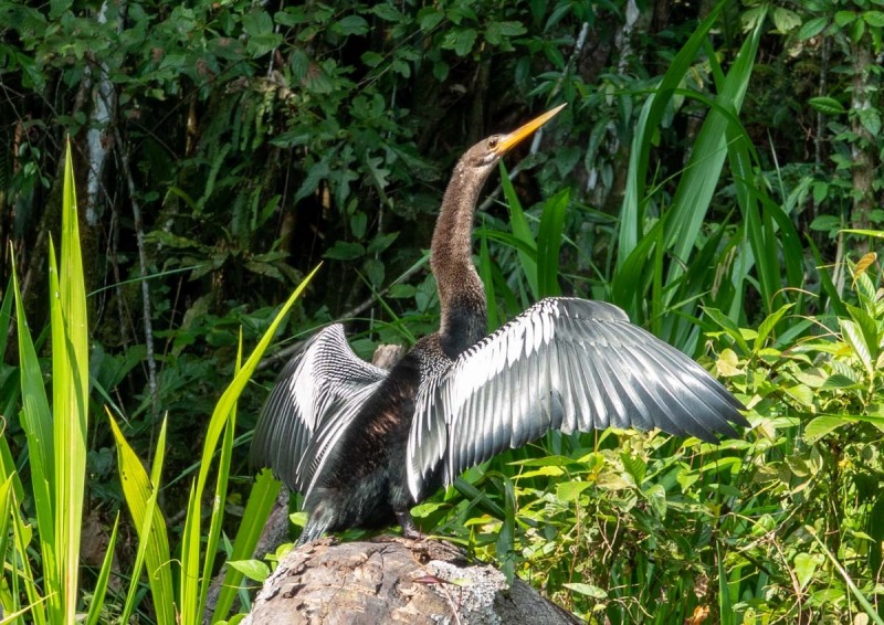 Schlangenhalsvogel-Anhinga-anhinga-5