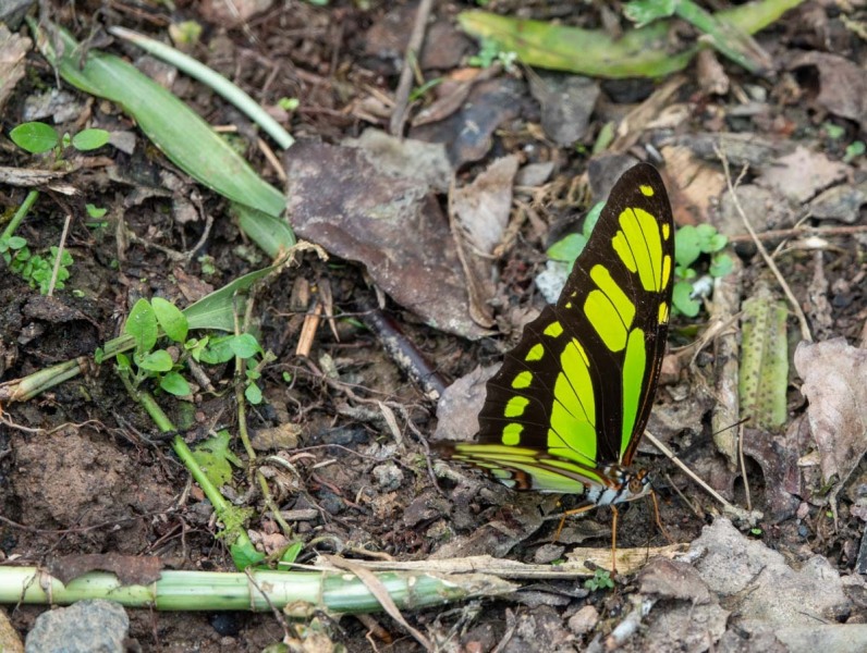 Schmetterling-Insekt-7