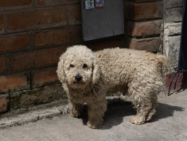 Cascade-de-Peguche-Hund