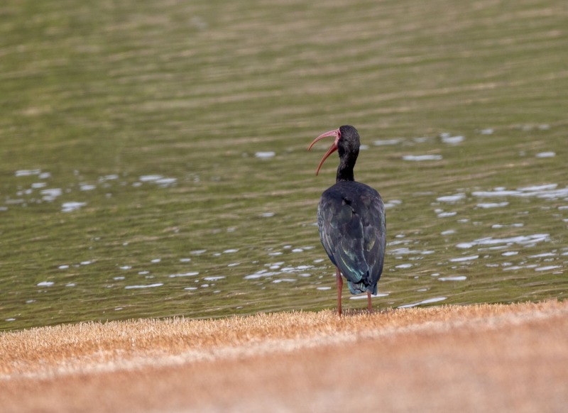 Sandduene-Ibis