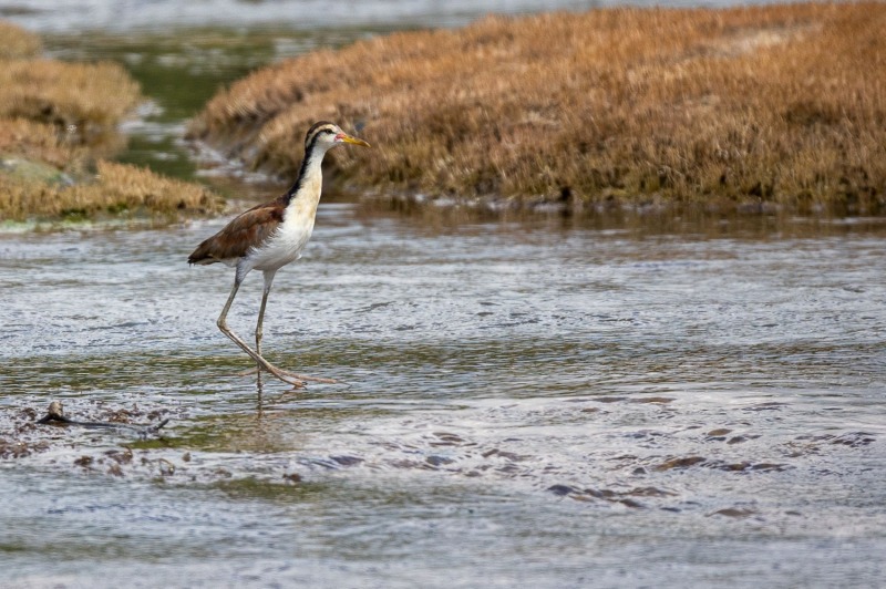 Sandduene-Wasservogel