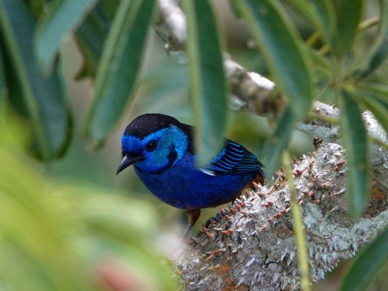 Rio-Napo-Aussichtsturm-Vogel-unbestimmt-2