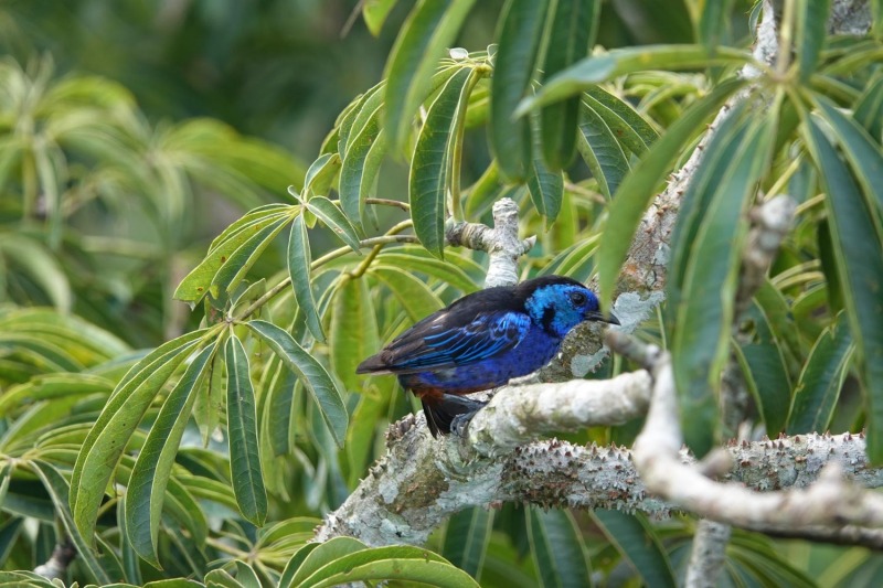 Rio-Napo-Aussichtsturm-Vogel-unbestimmt-3