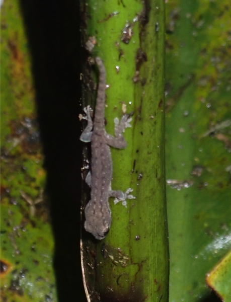 Rio-Napo-Gecko