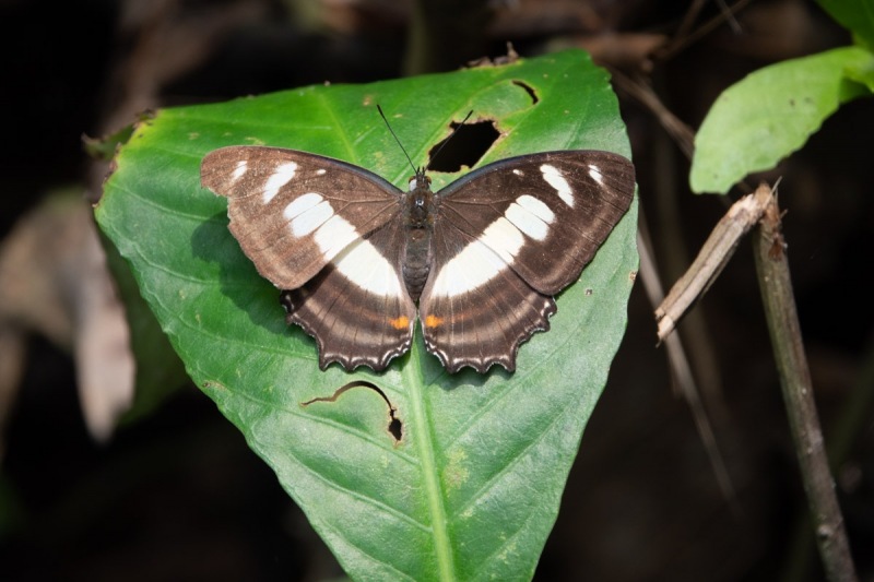 Schmetterling