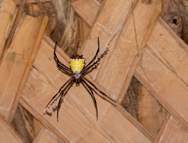 Spinne-gelber-Koerper