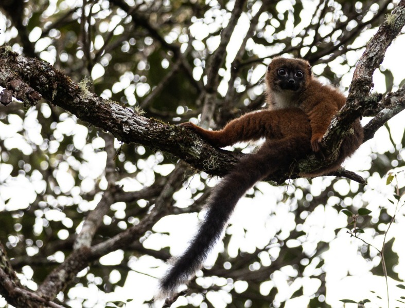 Rotbauch-Makis-Eulemur-rubriventer-2