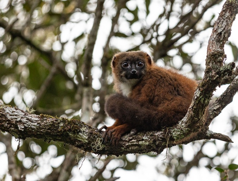 Rotbauch-Makis-Eulemur-rubriventer-3