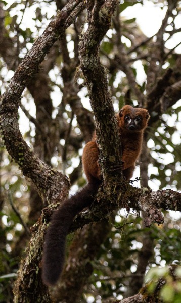 Rotbauch-Makis-Eulemur-rubriventer-5