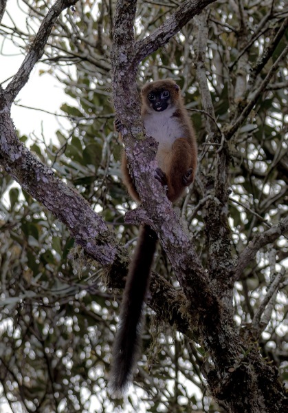 Rotbauch-Makis-Eulemur-rubriventer-6