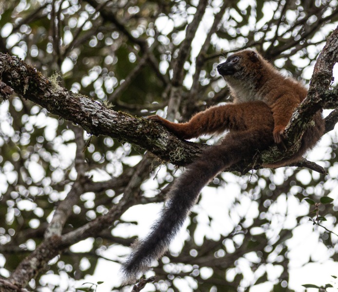 Rotbauch-Makis-Eulemur-rubriventer