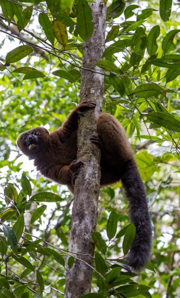 Eulemur-rubriventer-Rotbauch-Maki-4