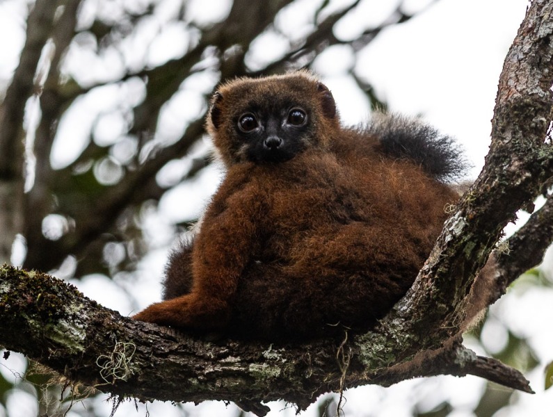 Rotbauch-Makis-Eulemur-rubriventer-4