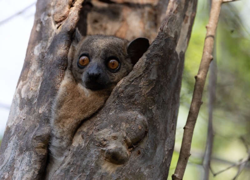 Lepilemur-ruficaudatus-Rotschwanz-Wieselmaki-11