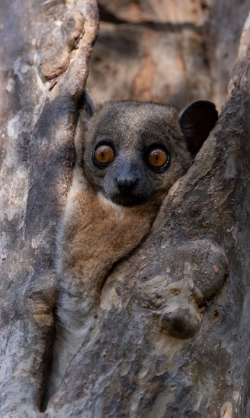 Lepilemur-ruficaudatus-Rotschwanz-Wieselmaki-12