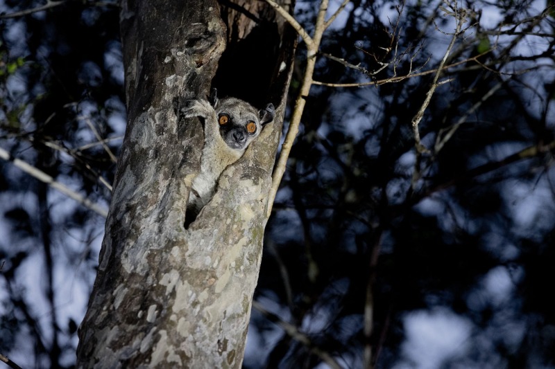 Lepilemur-ruficaudatus-Rotschwanz-Wieselmaki-7