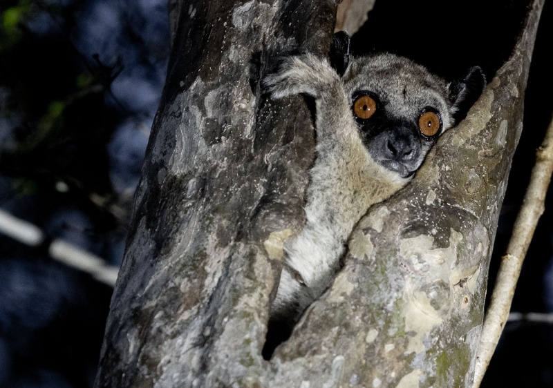 Lepilemur-ruficaudatus-Rotschwanz-Wieselmaki-8