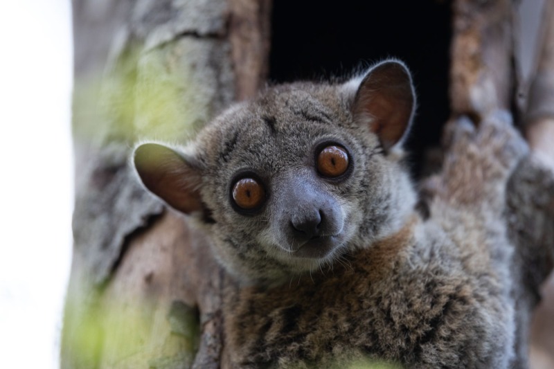 Lepilemur-ruficaudatus-Rotschwanz-Wieselmaki-9