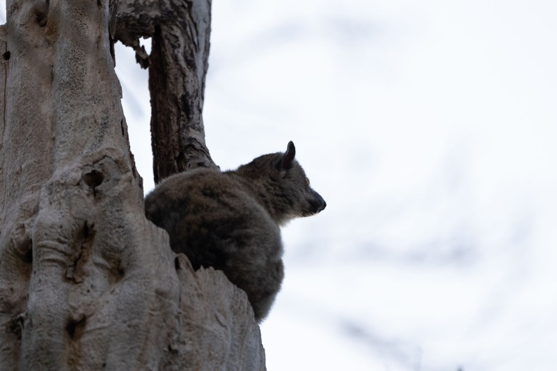 Lepilemur-ruficaudatus-Rotschwanz-Wieselmaki