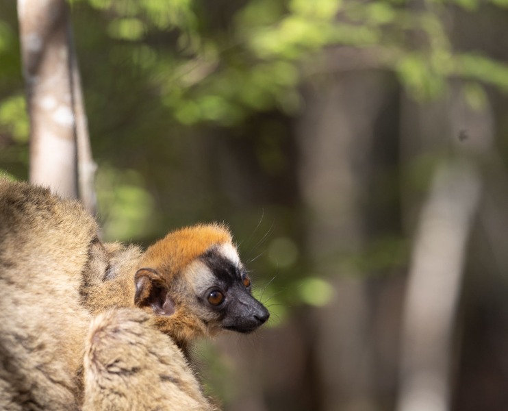 Eulemur-rufifrons-Rotstirnmakis-4