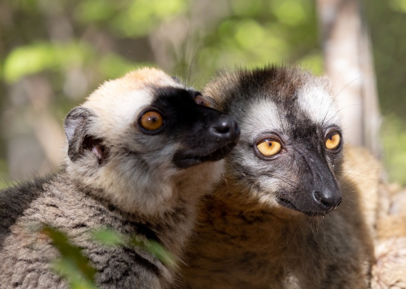 Eulemur-rufifrons-Rotstirnmakis-5