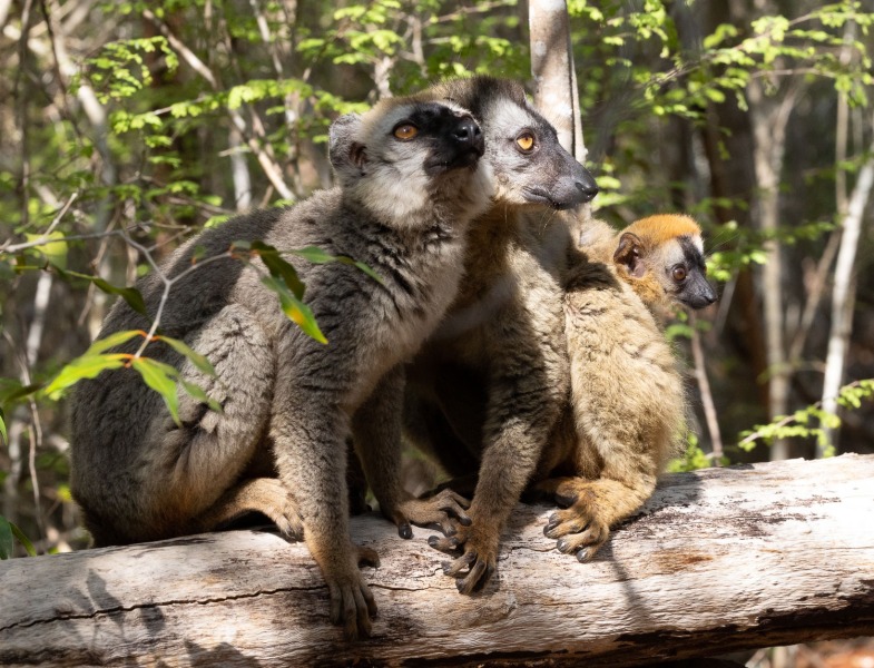 Eulemur-rufifrons-Rotstirnmakis-6