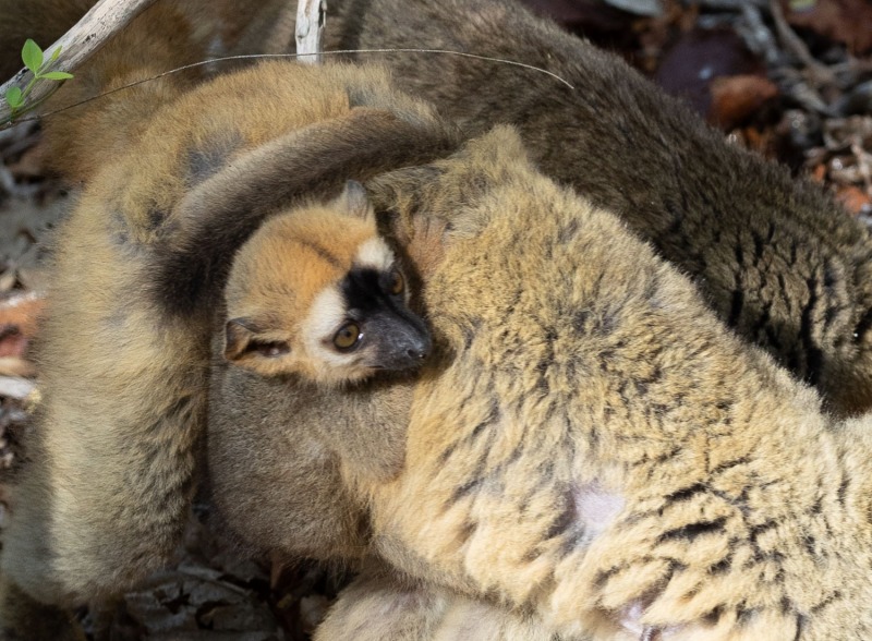 Eulemur-rufifrons-Rotstirnmakis