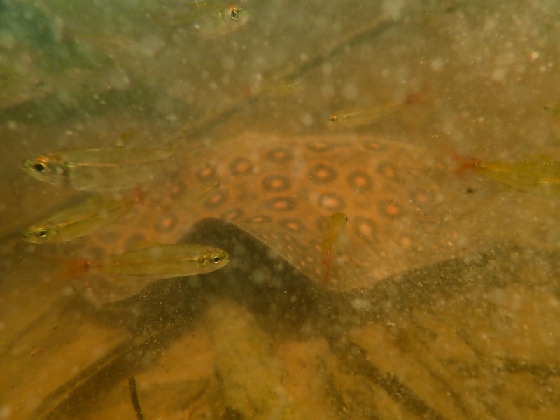 Biotop-Schwarzwasser-Rochen