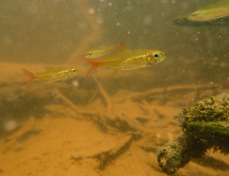 Biotop-Schwarzwasser-Rotflossensalmler