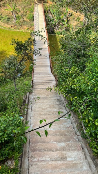 Saha-Forest-Camp-Treppe