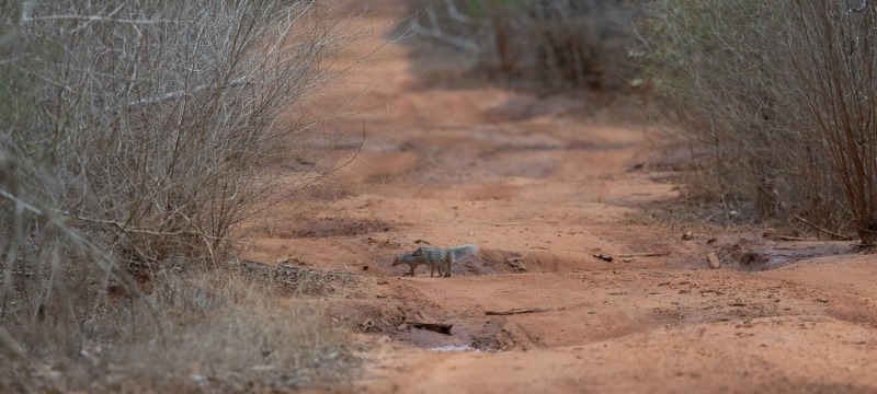 Mungotictis-decemlineata-Schmalstreifenmungo