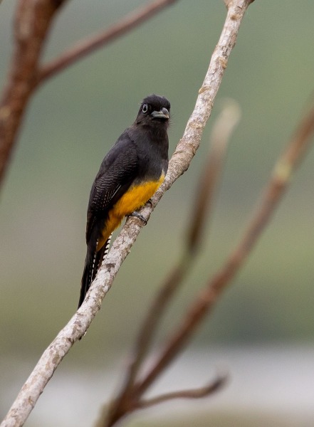 Weisschwanztrogon-Trogon-viridis-2