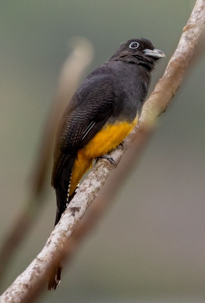 Weisschwanztrogon-Trogon-viridis-3