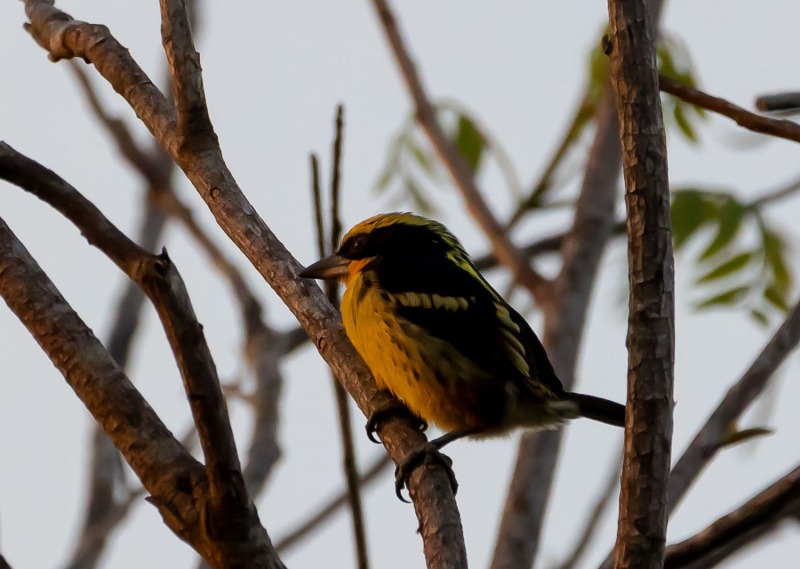 Orange-Tupfenbartvogel-Capito-auratus-2