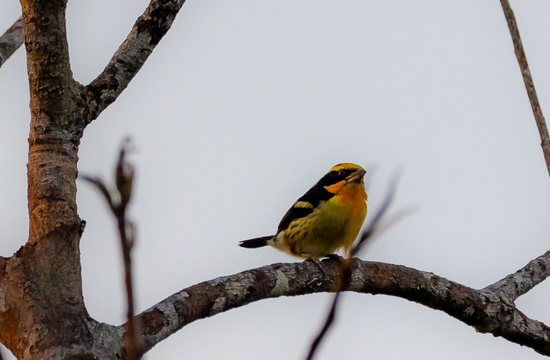 Orange-Tupfenbartvogel-Capito-auratus