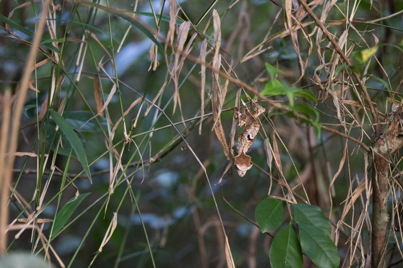 Uroplatus-phantasticus-2